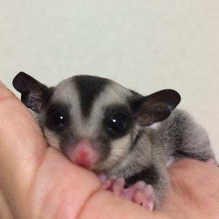 フクロモモンガノーマルベビー男の子