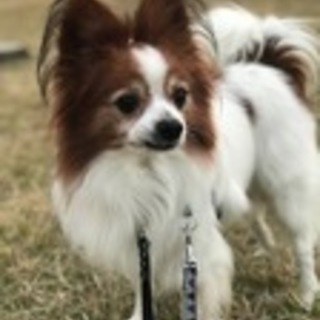 パピヨン♂サンデー　　預かり日記あり