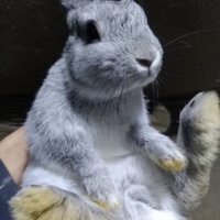 ネザーランドドワーフの子ウサギ