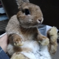 ネザーランドドワーフの子ウサギ