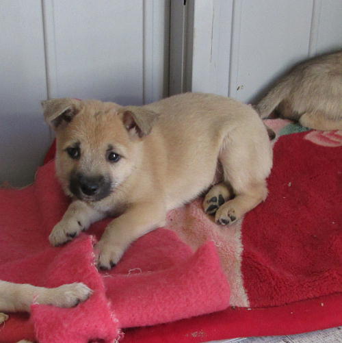 健康状態は良好の甘えん坊 徳島県 犬の里親募集 ペットのおうち 月間利用者150万人