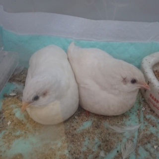 ひめうずら❤️つがい。交渉中