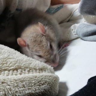 ラットの里親探してます