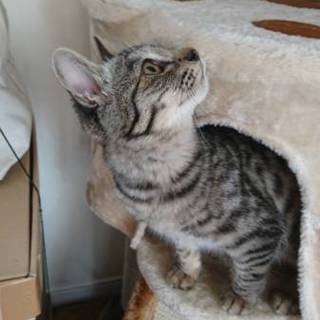 (交渉中)元気なサバトラ男の子！