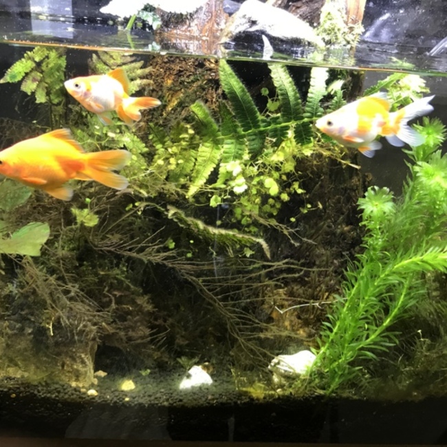 くるみoOのカバー写真