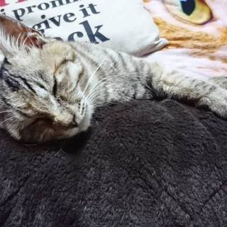 (交渉中)可愛いキジトラ女の子！