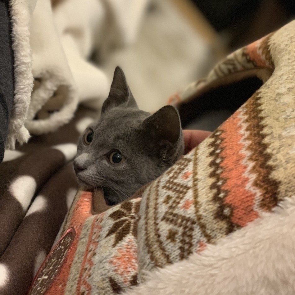 ライムのカバー写真