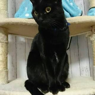仲良し黒猫2匹