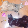 しぇりれお