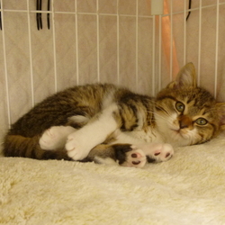 猫とのお見合い譲渡会(日野市三沢)12/16