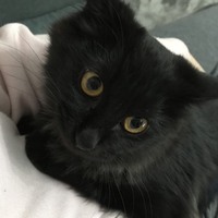 テスラ