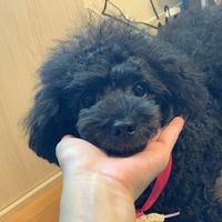 ありんこ