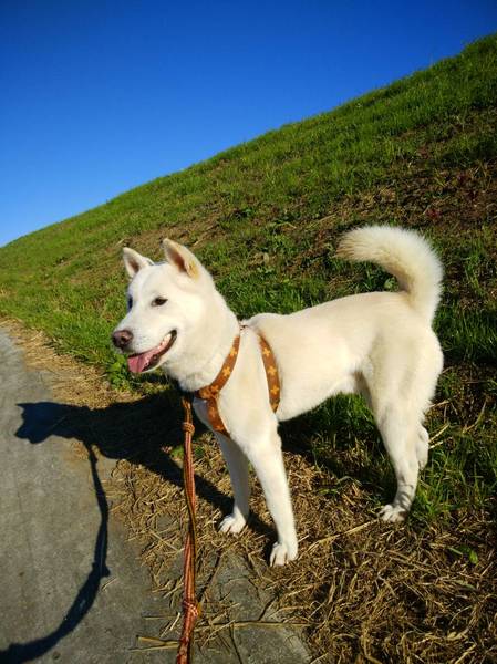 甘えん坊 紀州犬系の男の 埼玉県 犬の里親募集 ペットのおうち 月間利用者150万人