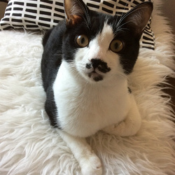 子猫が元気です（５か月と３日め）