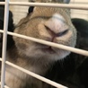 うさぎさん サムネイル2