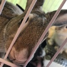 うさぎさん サムネイル3