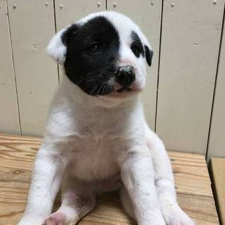 子犬　2月　ぶち　オス