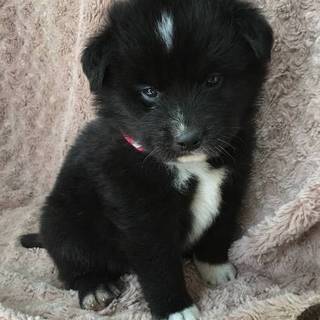 子犬　2月　クロ　頭に白い飾り　オス