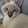 おっちは黒猫 さん