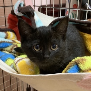 (交渉中)かわいい黒猫ちゃん 2ヶ月♪