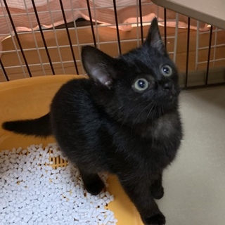(交渉中)可愛い黒猫ちゃん 2ヶ月♪
