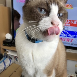 ペロリ