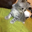 子猫2カ月メス
