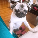 子犬のパグちゃん