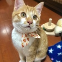 可愛い茶トラ白の仔猫と優しいお母さんです