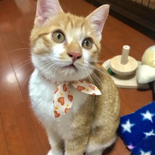 可愛い茶トラ白の仔猫と優しいお母さんです