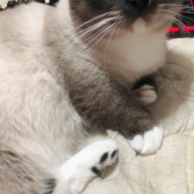 きびだんご。のカバー写真