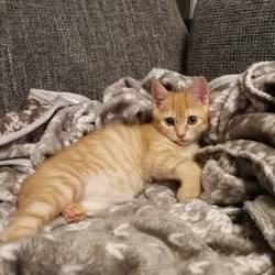 カイくんのその後ฅ^•ﻌ•^ฅ