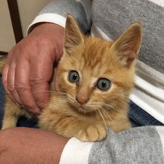 この子にずっとのお家を