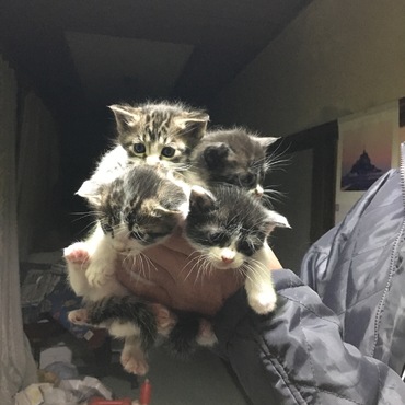 猫ちゃんの里親募集しています！