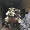 猫ちゃんの里親募集しています！
