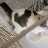 とても人懐っこい子猫　生後およそ5ヶ月 サムネイル2