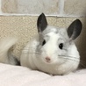 さーちゃん.