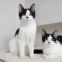 【2匹飼育ご検討中の皆様】 そっくり兄妹
