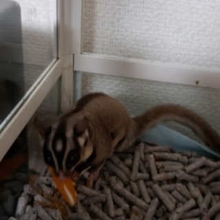 子供が産まれて飼えなくなってしまいました。