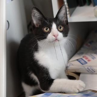 里親様決定いたしました。ありがとうございました