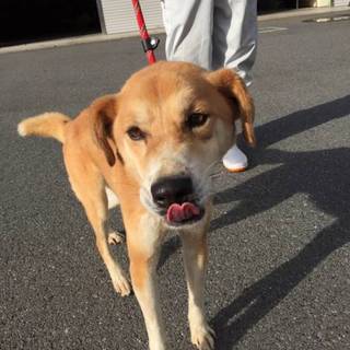 鈴丸君(仮名)緊急で里親様を募集します