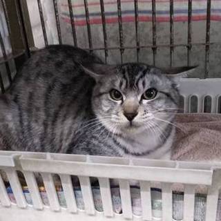 美猫のグレーキジさん