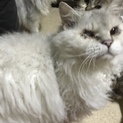 甘えん坊で優しいラパーマ君です！