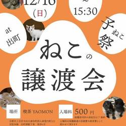 猫の譲渡会@出町商店街