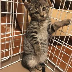 猫の譲渡会＠出町商店街 サムネイル2