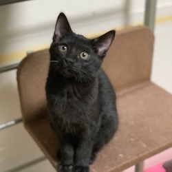 猫の譲渡会＠出町商店街 サムネイル3