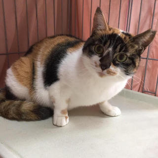 三毛猫様♡ありがとうございます♡ 三美お嬢様はお猫様 on X: 