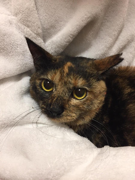 お目目クリクリ美サビ猫 東京都 猫の里親募集 ペットのおうち 月間利用者150万人