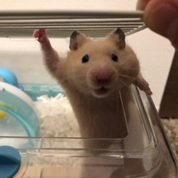 こてつ
