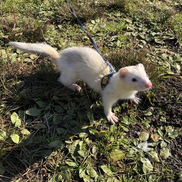 キャンプしてきました